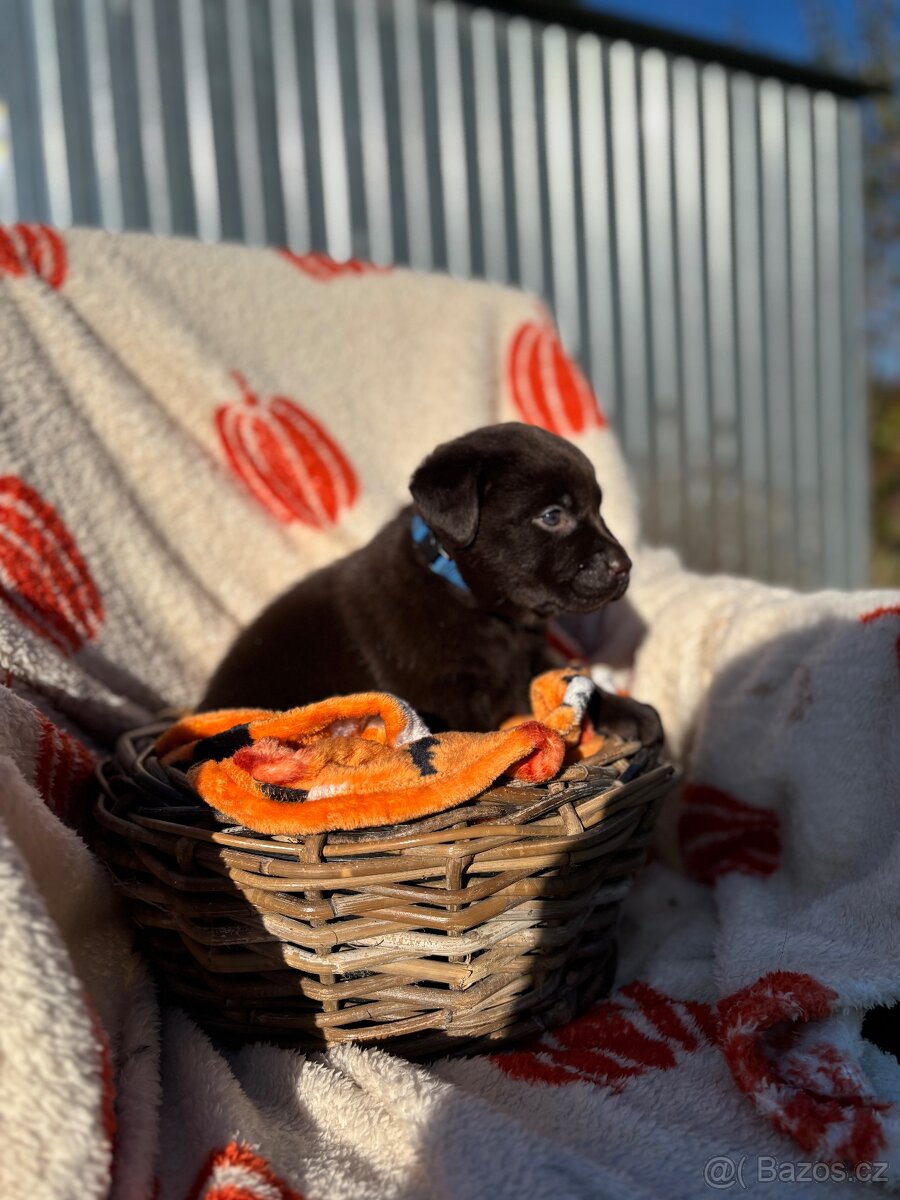 Labradorský retrívr s PP- kluci čokoládová - 7