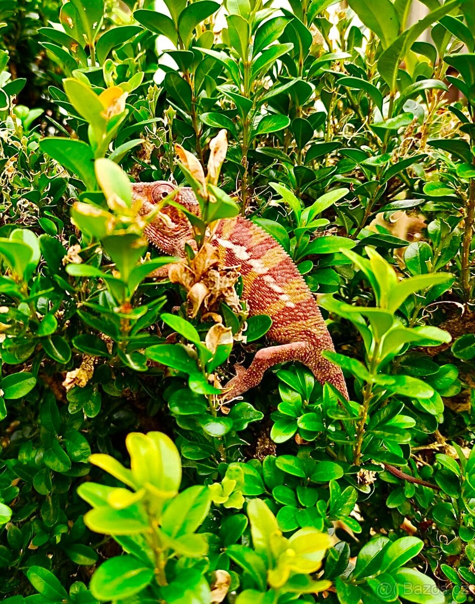 chameleon pardálí, terárium - 7