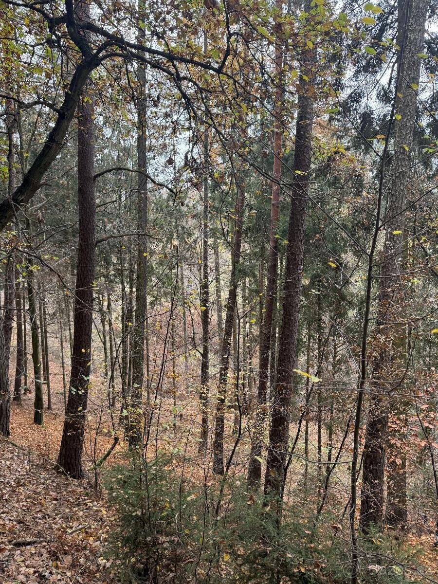 Prodám lesní pozemky v k.ú. Střemeníčko - 7
