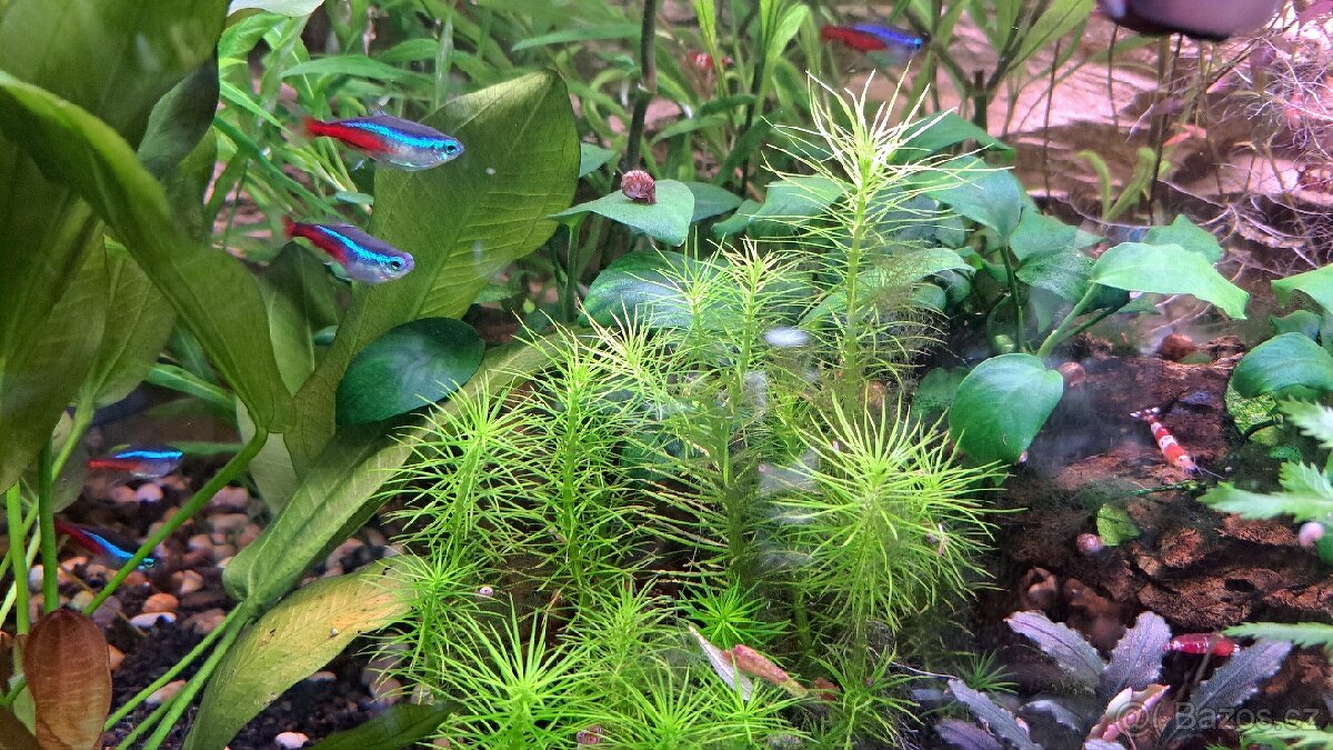 Akvarijní rostliny - 7