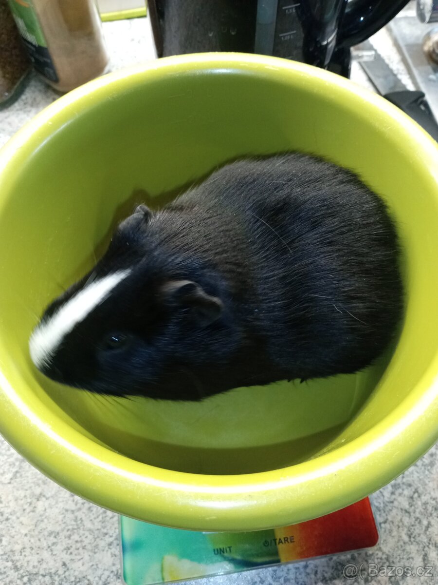 CUY (75%) Morčata - samečci - 7