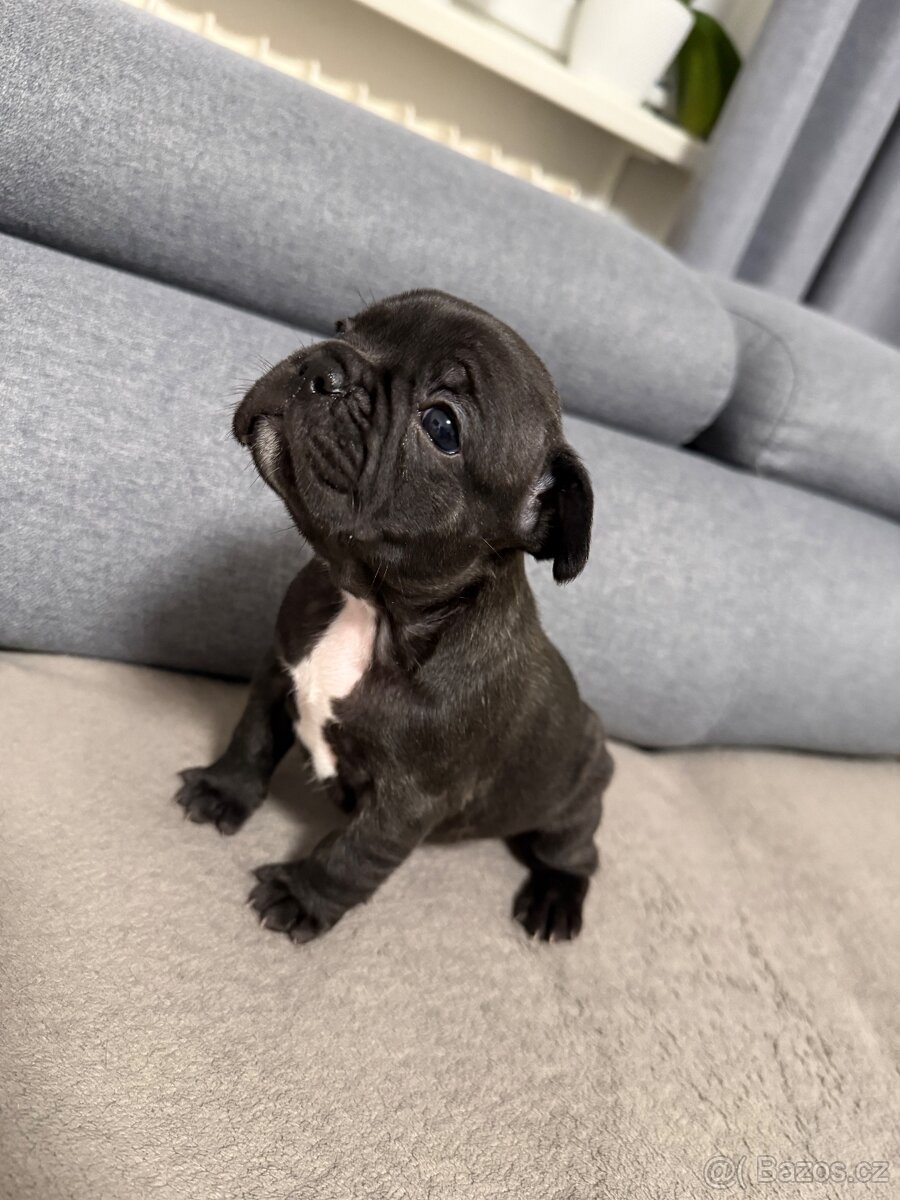 Francouzský buldoček - 7