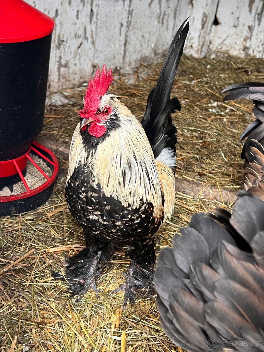 Kříženec araukany a hedvábničky - 7