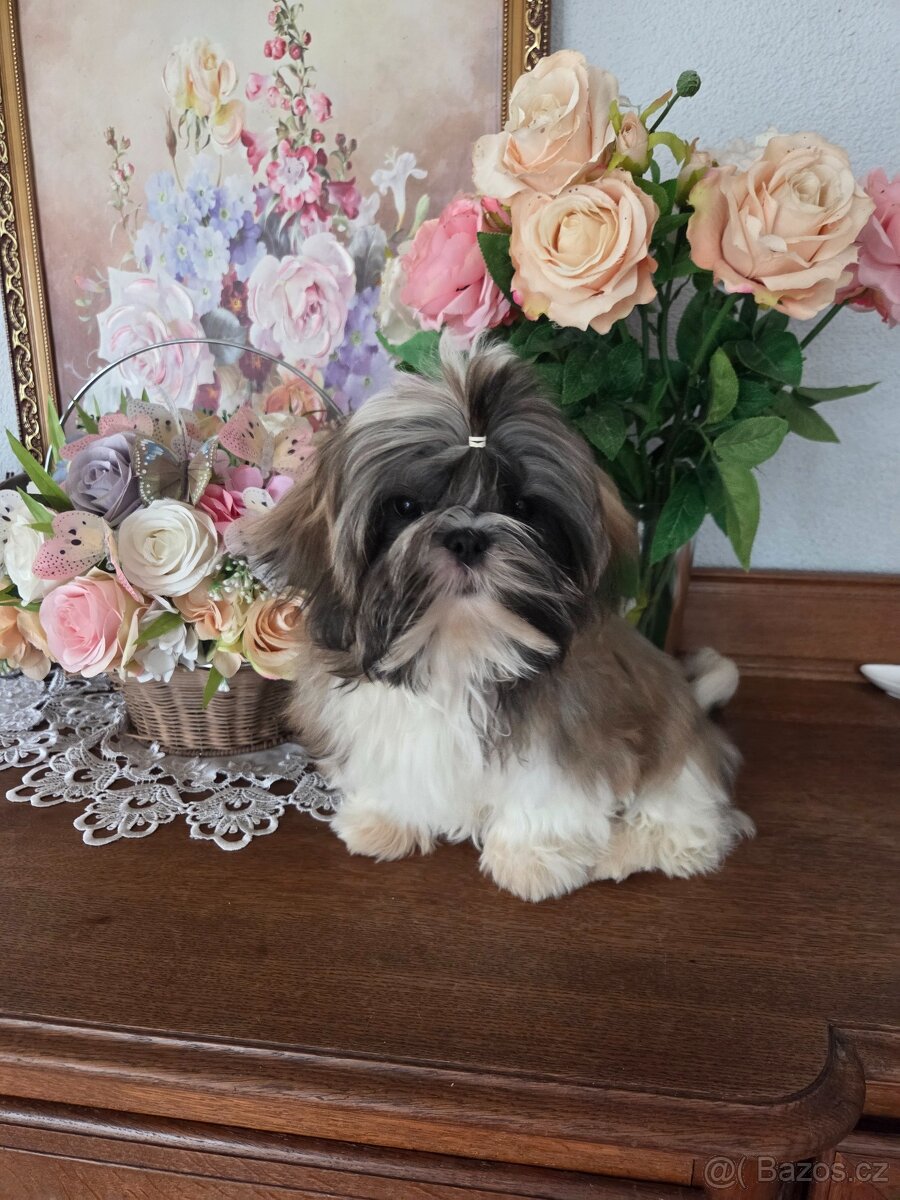 Šteniatka shih tzu s PP - 7
