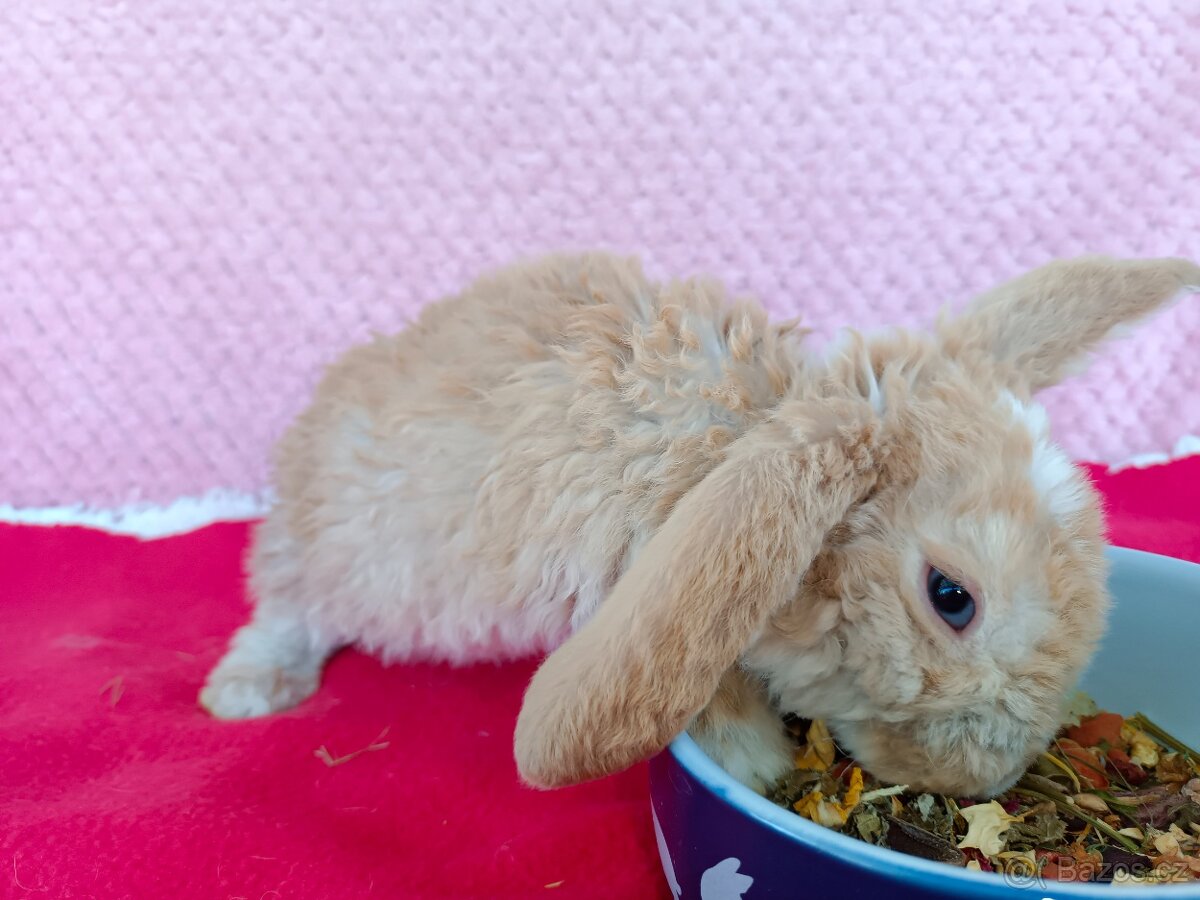 Zakrslý beránek - 7