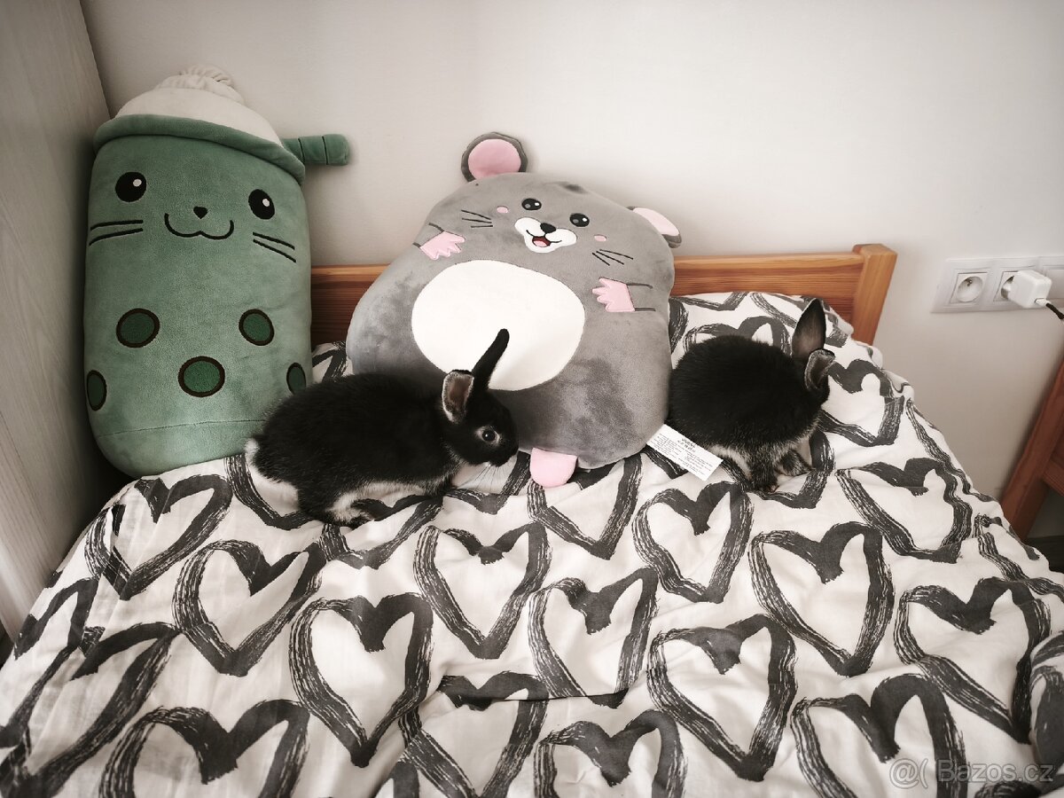 Zakrslý králík - 7