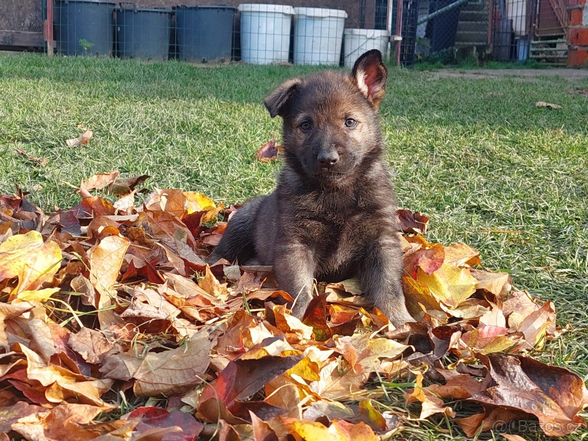 Německy ovčák s PP pracovní spojení -fena, pes - 7