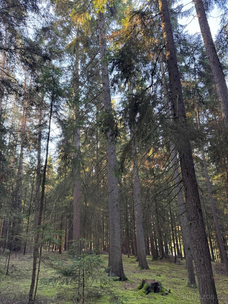 Prodej lesního pozemku k.ú. Havlovice - 7