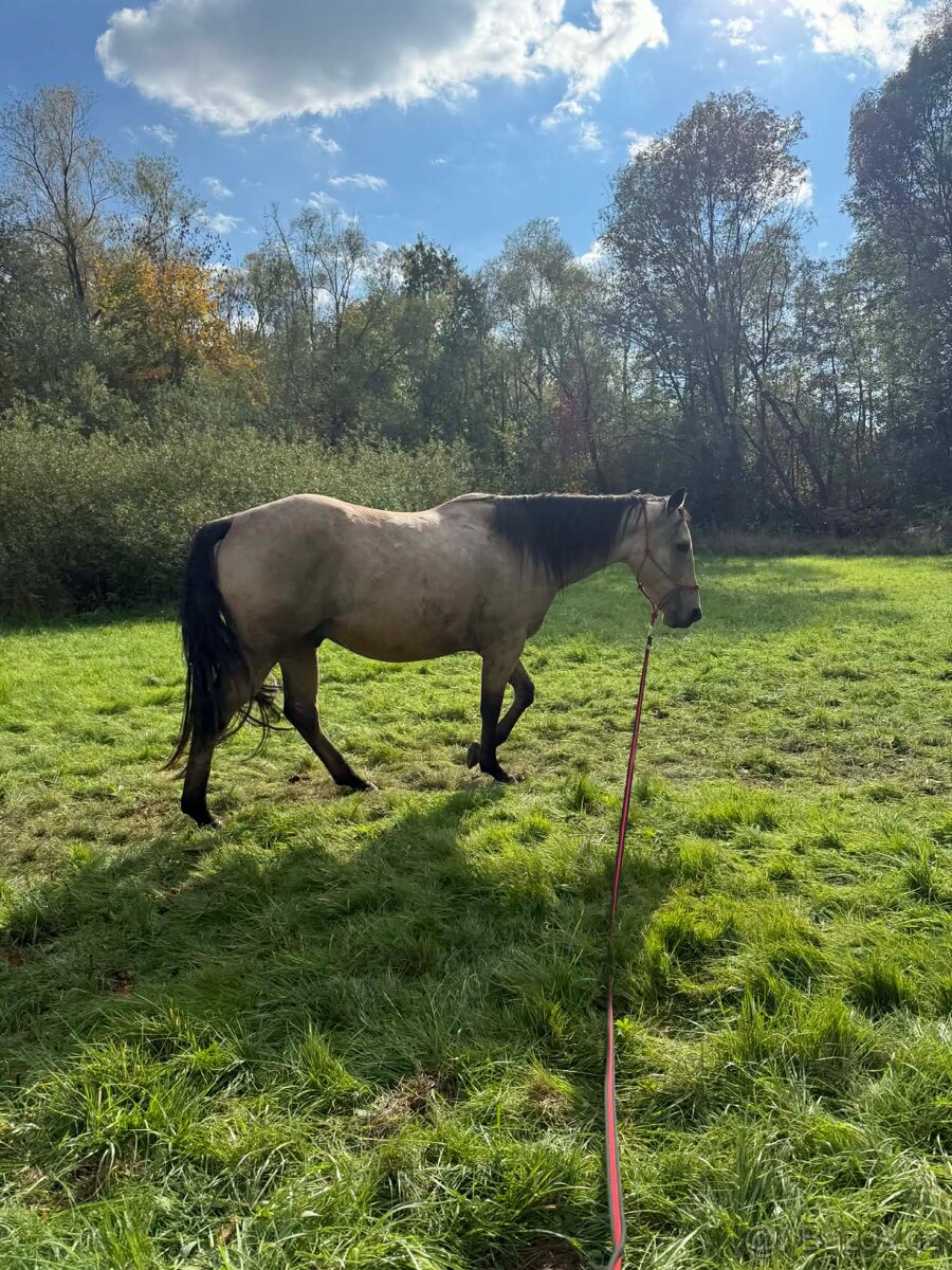 Prodám mladého valacha - 7