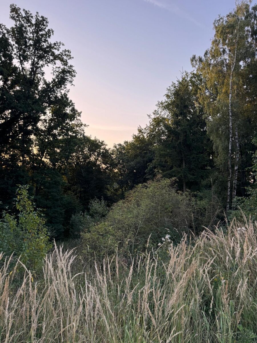 Prodej lesního pozemku v k.ú. Horní Bukovina - 7