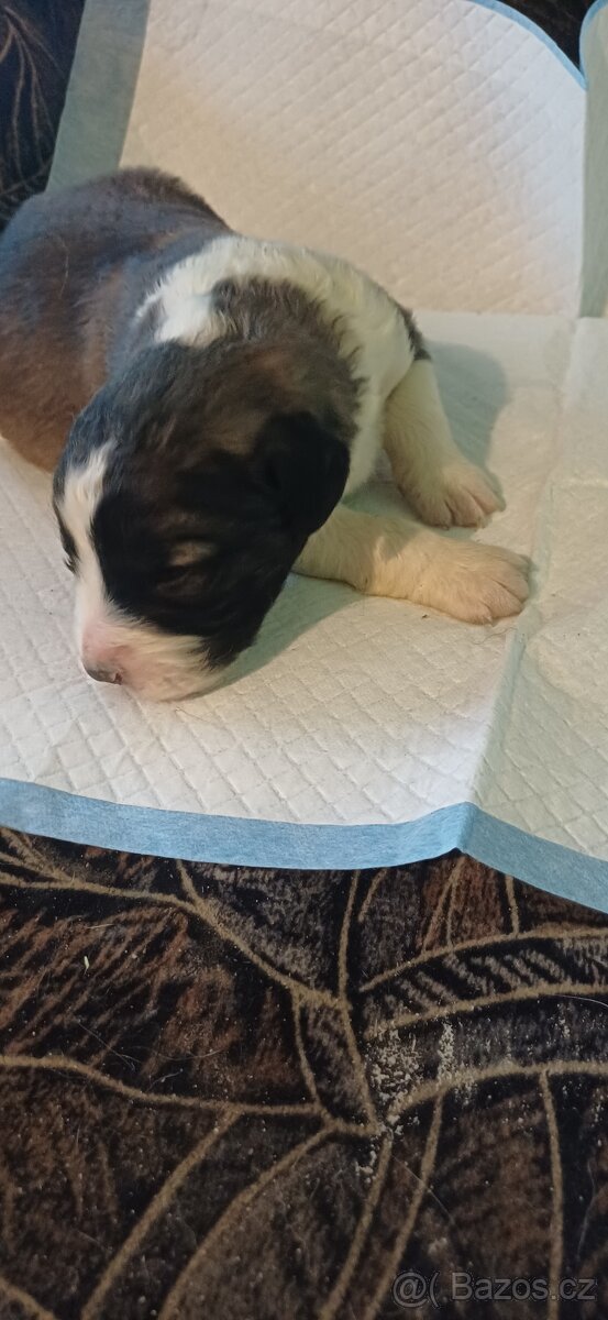 Štěňátka SAO - 7