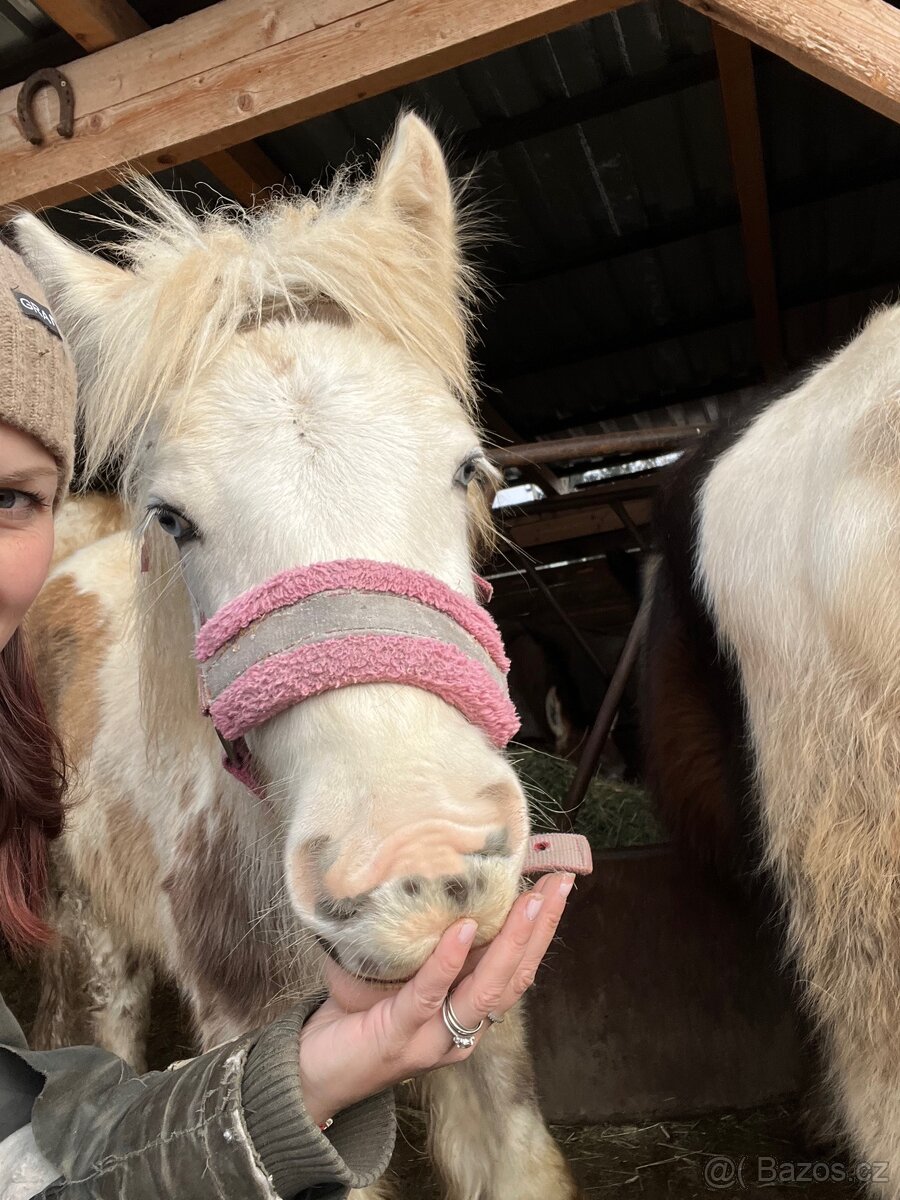 Irsky cob hrebecek - 7