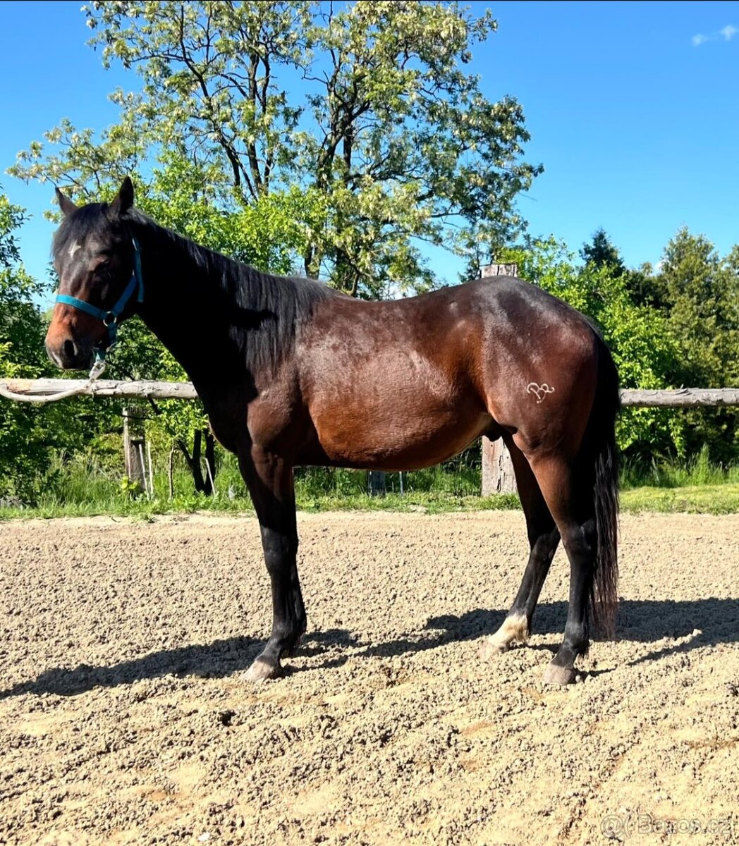 Na prodej: BR Electric Spook - 7