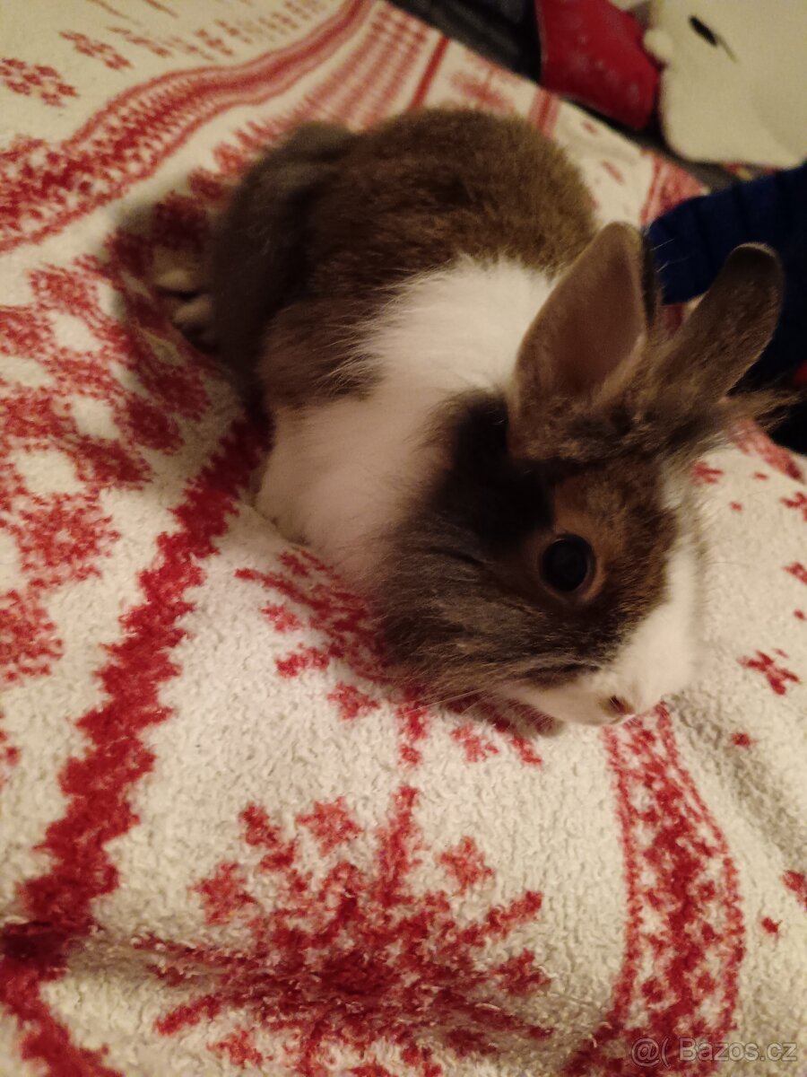 Zakrslý králík králíček Minilop, Lev - 7