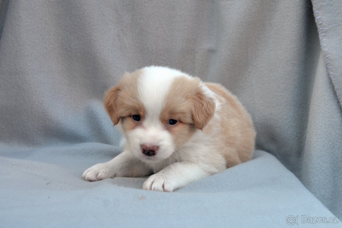 Border Kolie S PP - 7