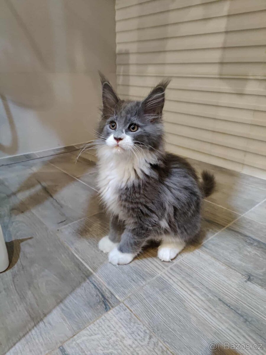 Krytí Mainská mývalí - 7