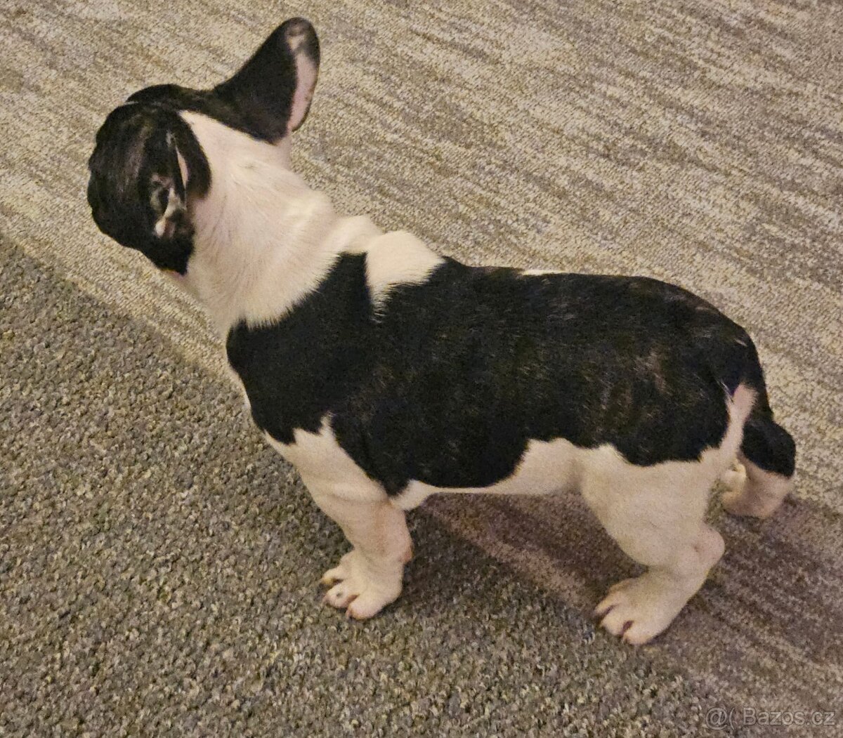 Francouzsky buldocek - 7