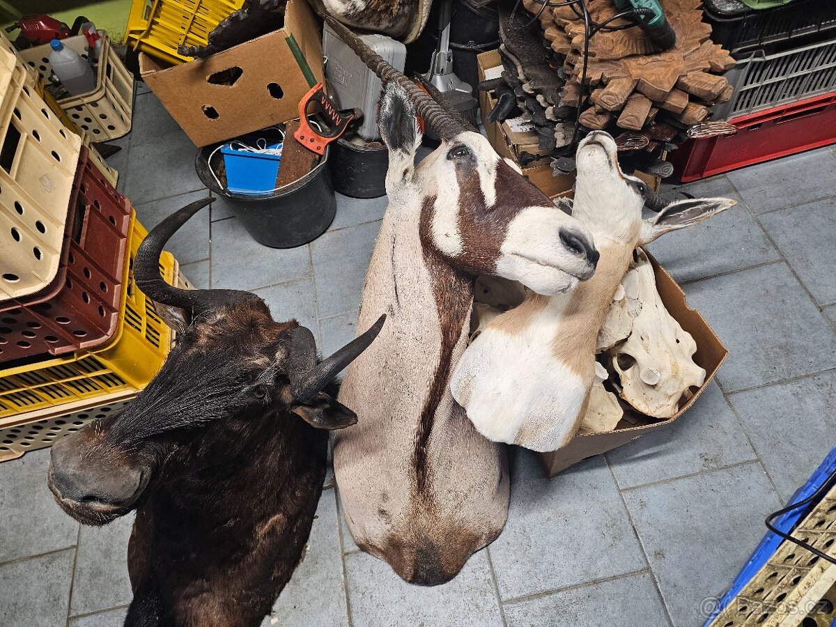 Paroží,trofeje,shozy - 7