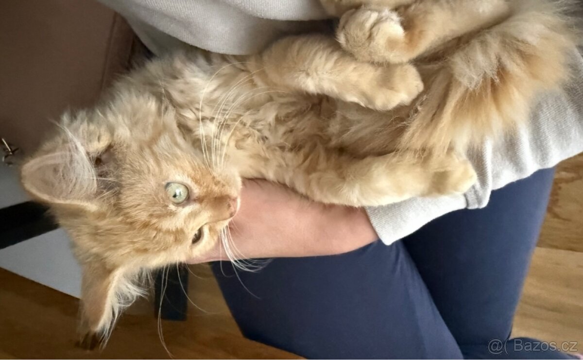 Kocourek, kote, kocour - 7