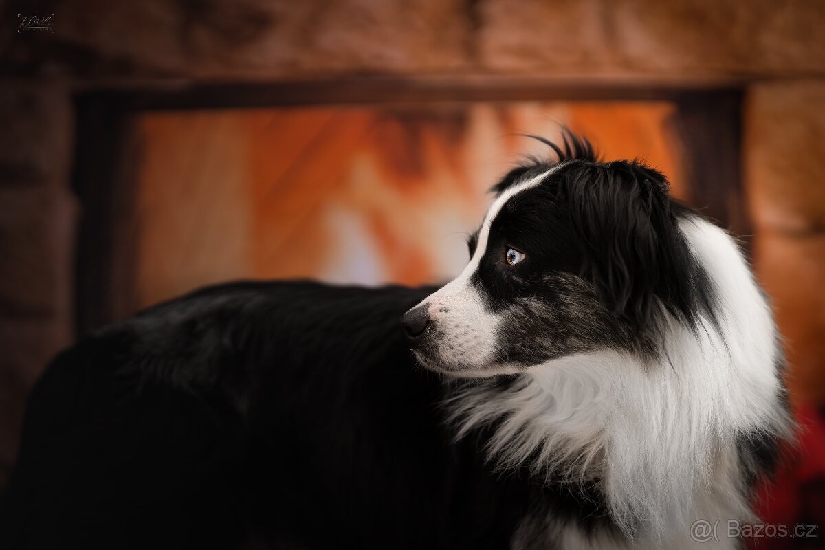 Blue merle bi Miniaturní Americký ovčák / Australský ovčák - 7