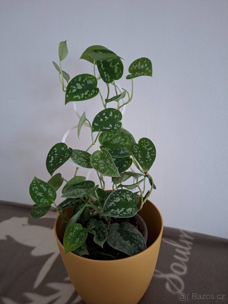 Pokojové rostliny - monstera albo, thai, syngonium albo.. - 7