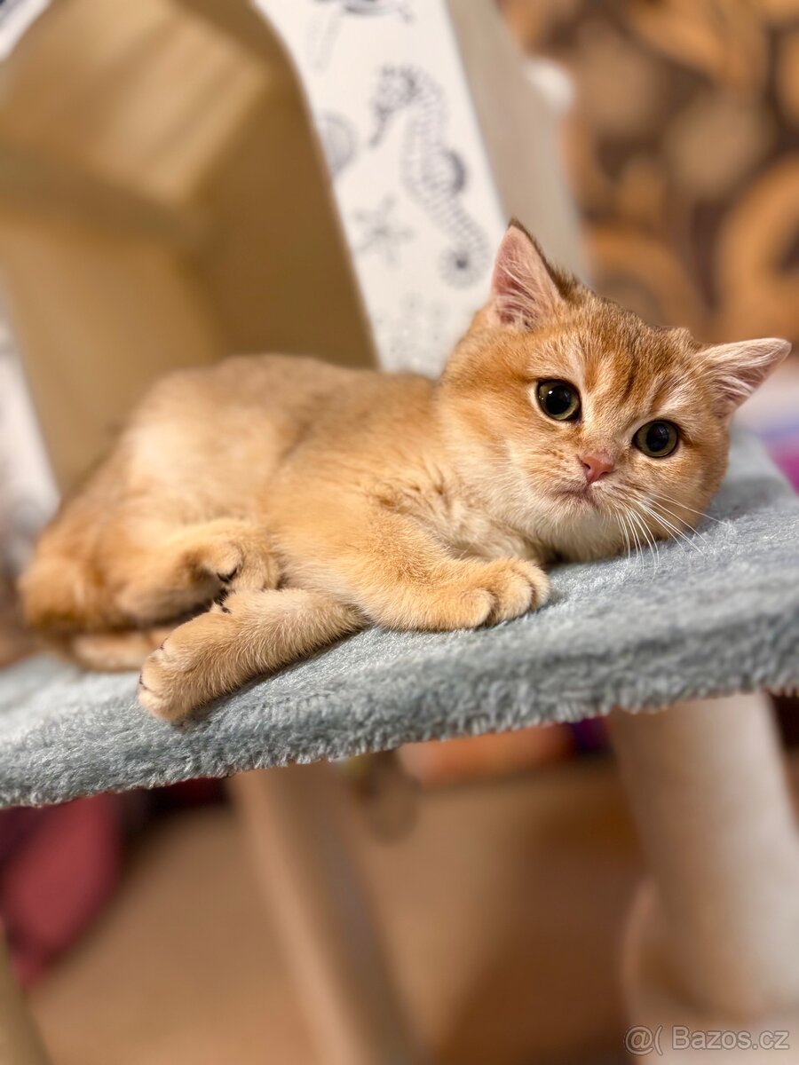 Britská zlatá činčila s PP pro chov - 7