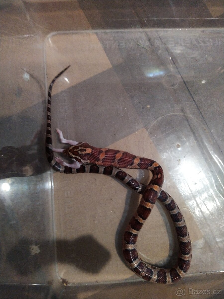 UŽOVKA ČERVENA - 7