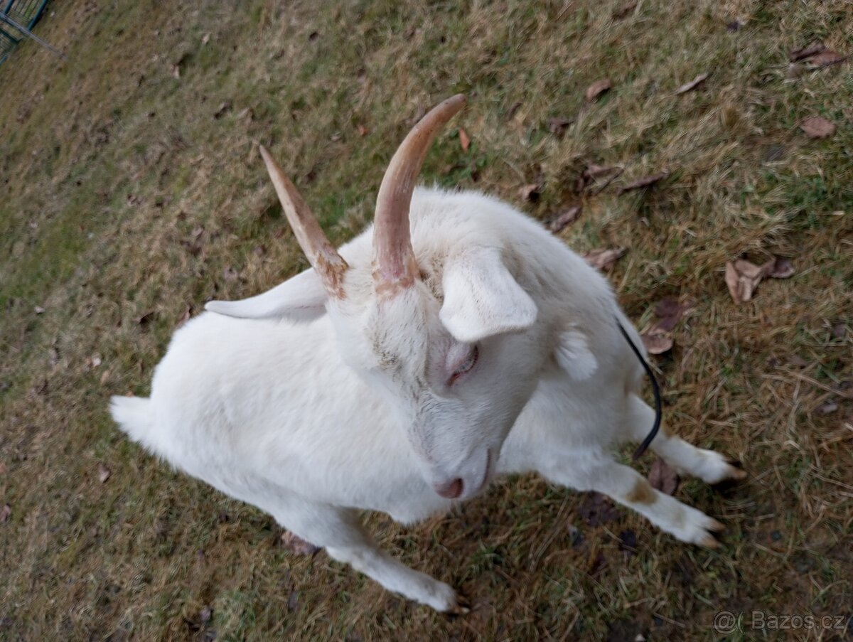 Prodám loňskou kozičku - 7