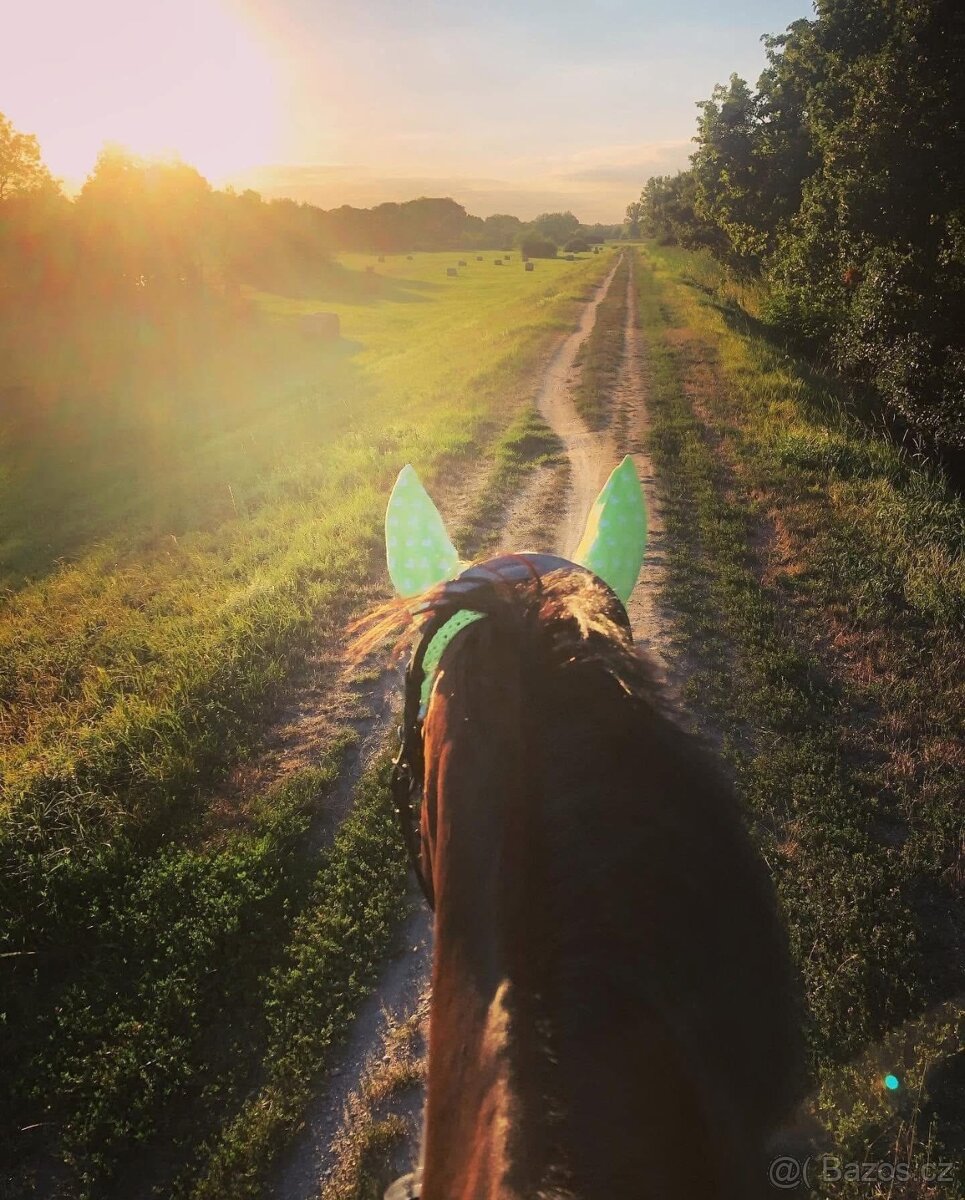 Boxové ustájení - 7