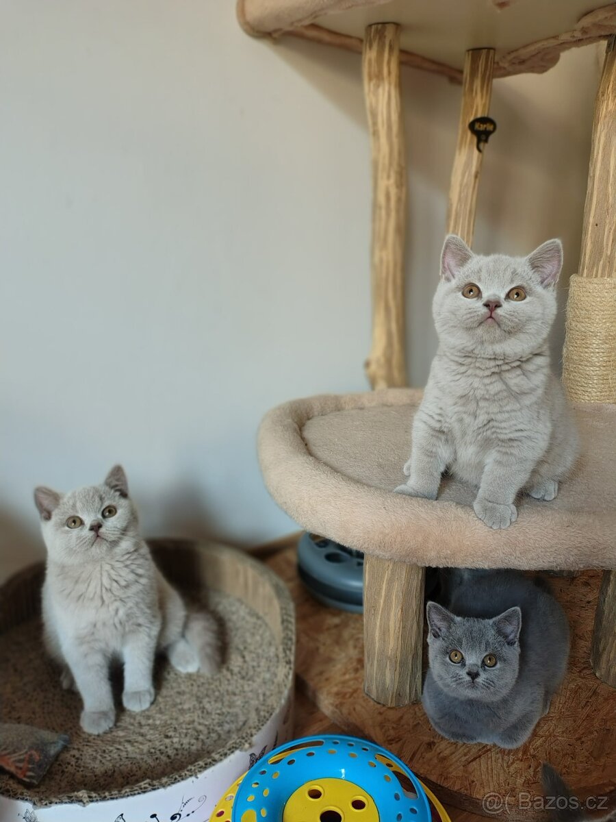 Britská koťátka - 7