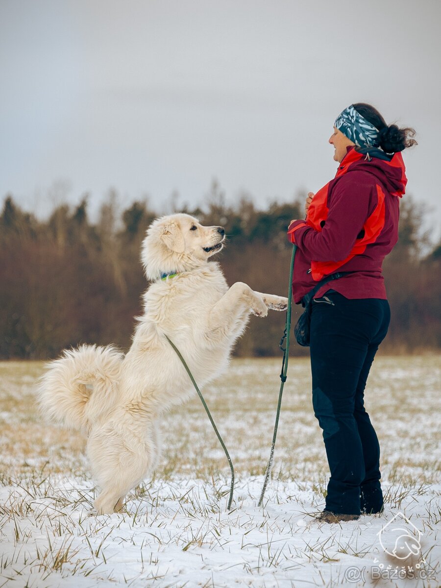 Slovenský čuvač - 7