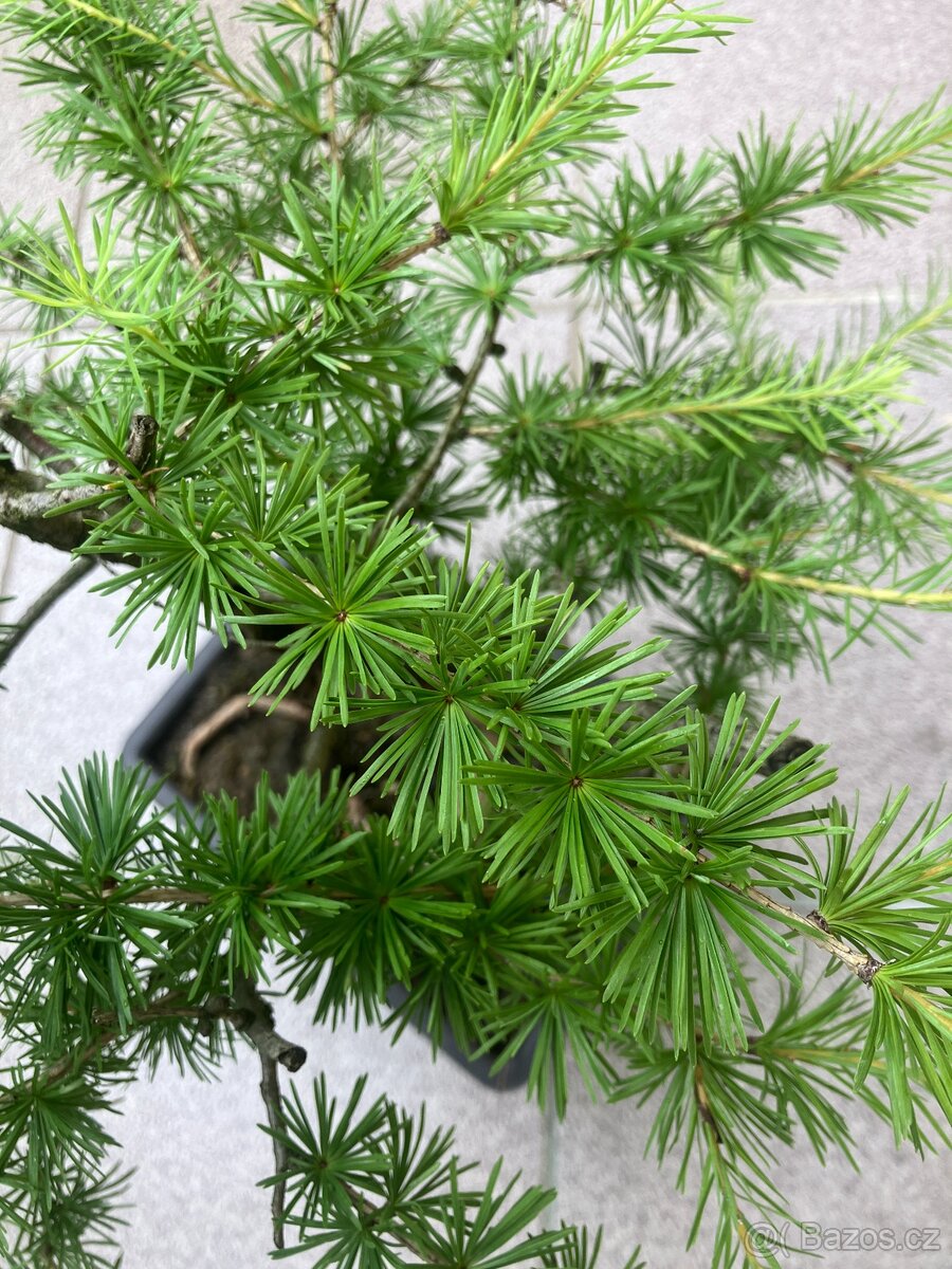 Bonsai, Bonsaj, modřín opadavý - 7