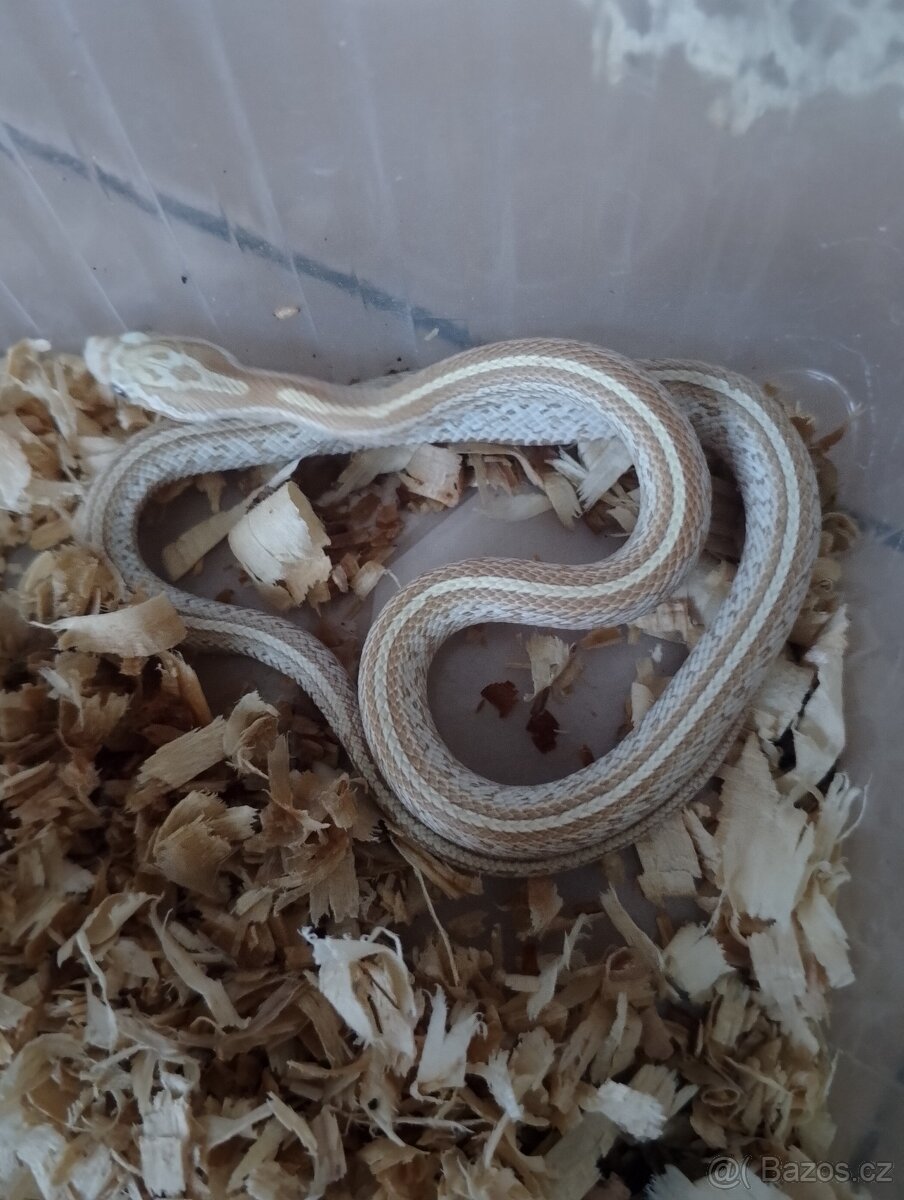 Užovka červená loňský odchov - 7