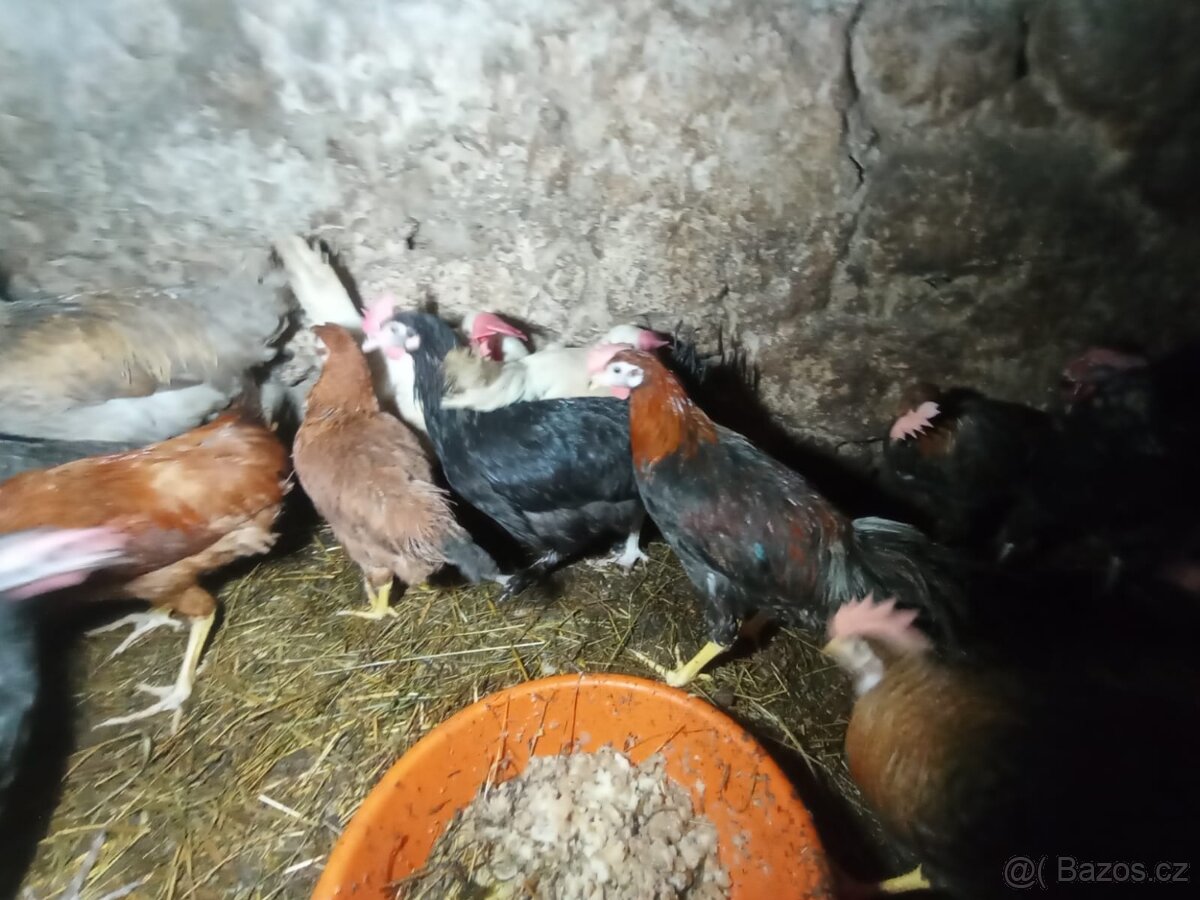 Nabízím kohouty - 7