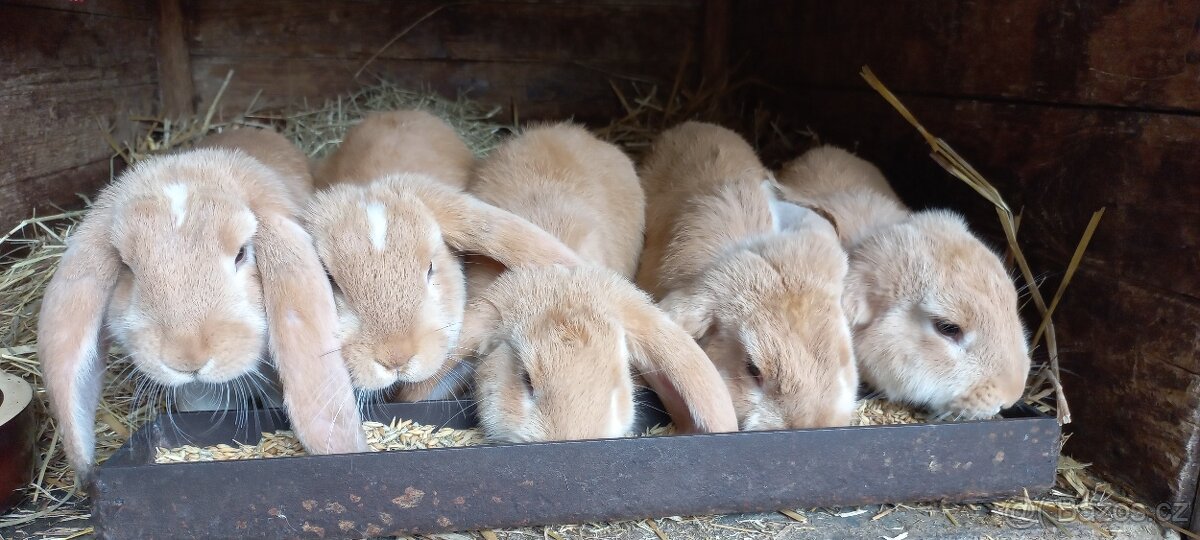 Francouzský beran - 7