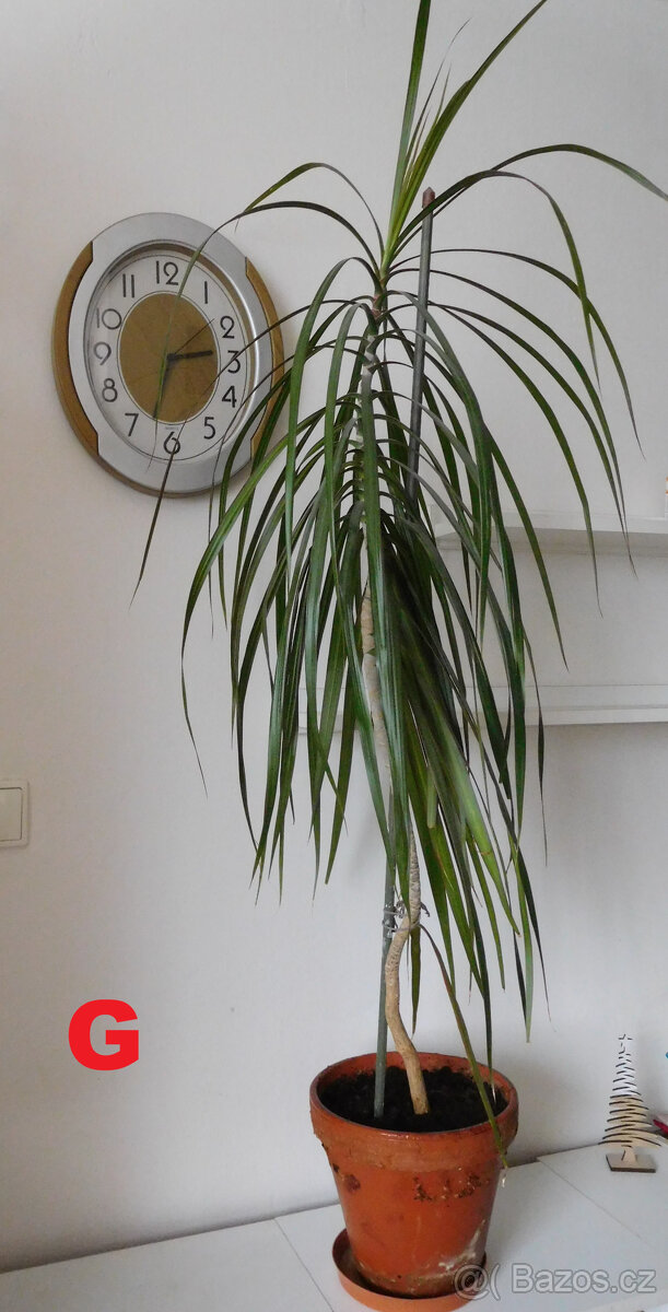 POKOJOVKY-RÝMOVNÍK,DRACENA,VOSKOVKA,PHOTOS... - 7