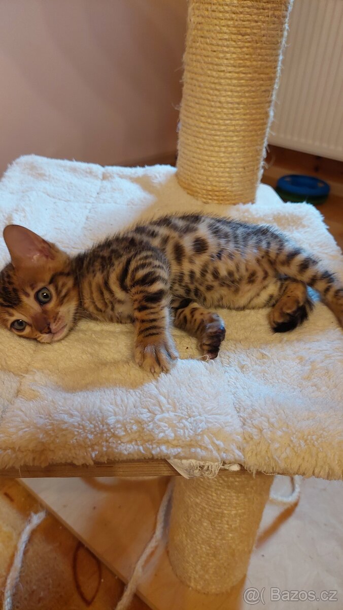 Bengalská kočka-koťátka s PP - 7