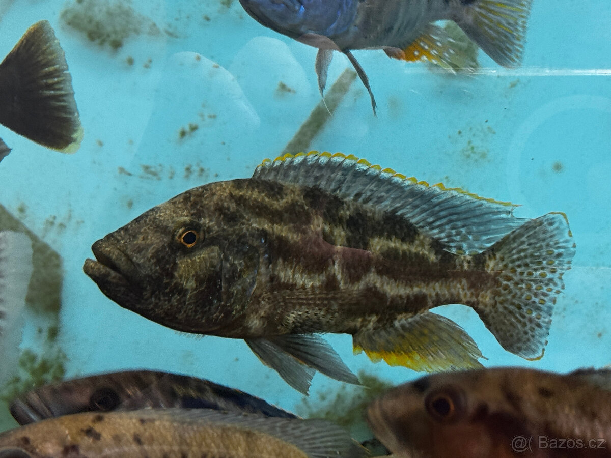 Tlamovci Nimbochromis polystigma F1 - 7