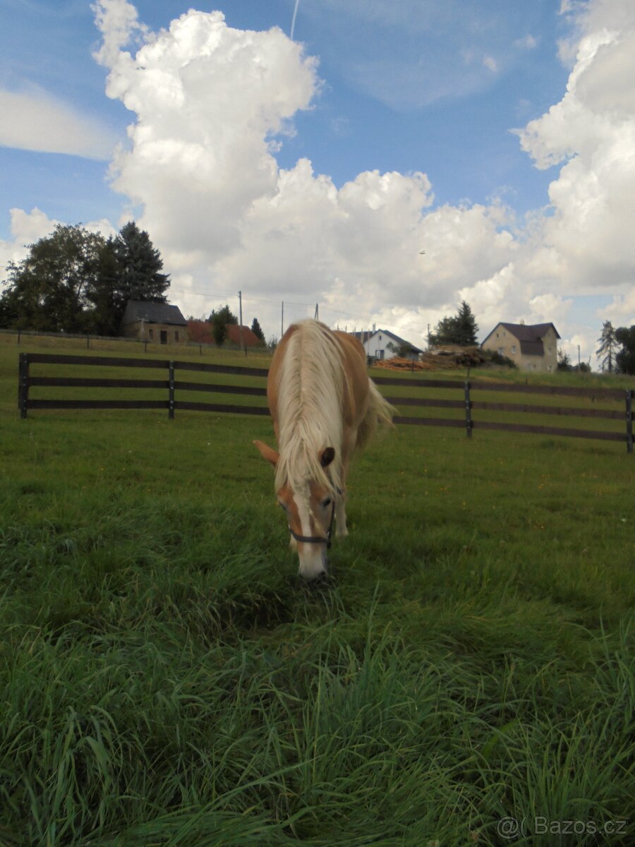 Prodám klisny hafling - 7