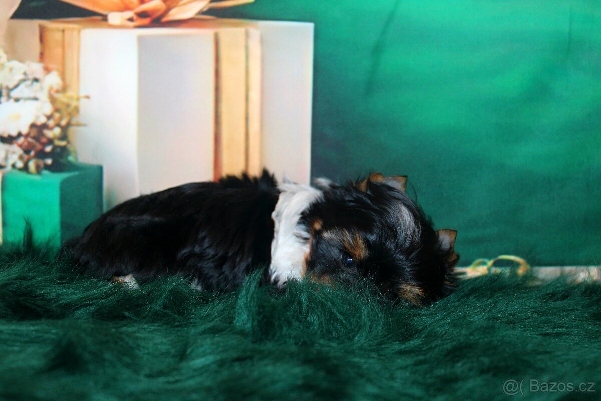biewer terier s PP jorkšírský pejsek - 7