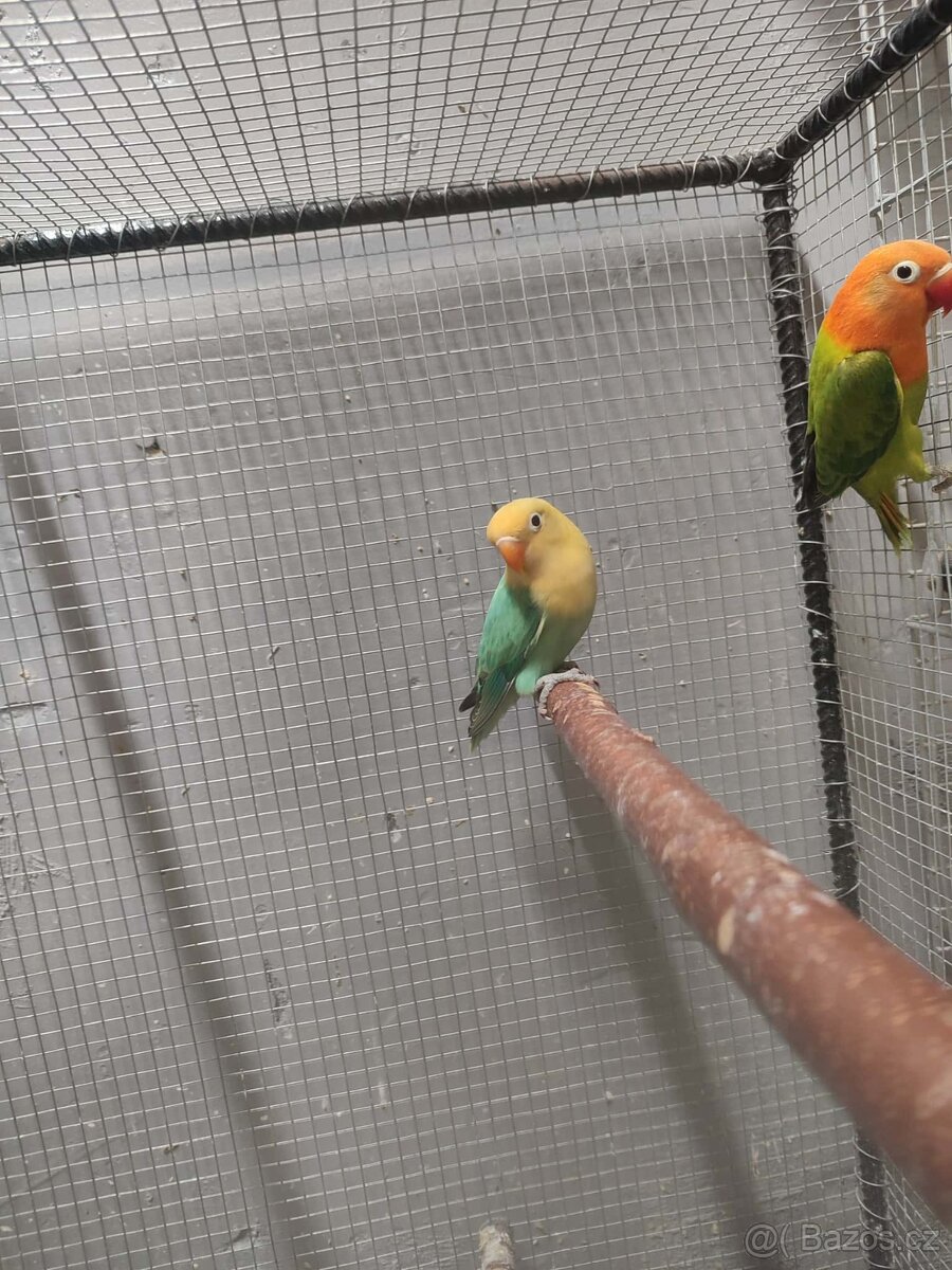 Agapornis ficheri - 7