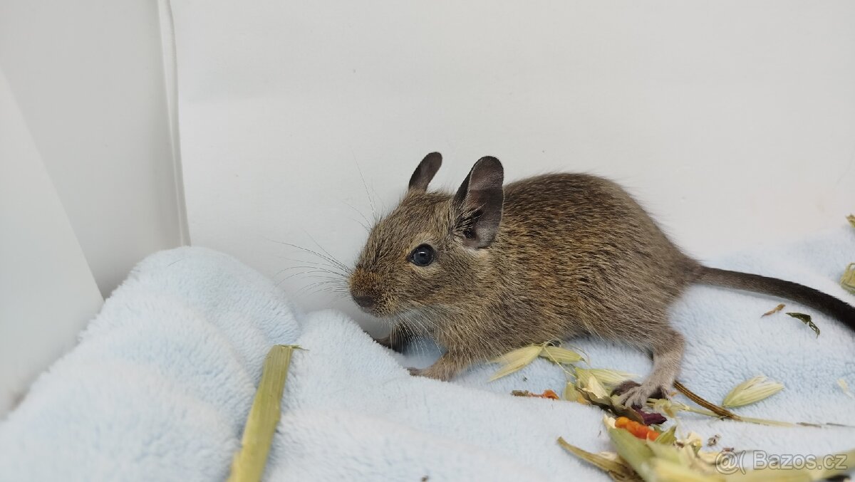 Osmák degu, Osmáci - SAMEČEK - 7