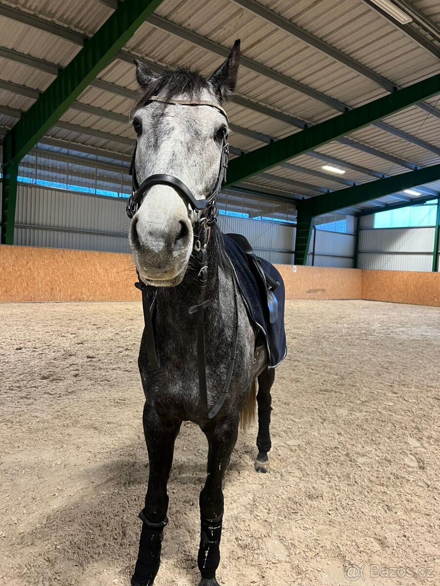 Prodej koňských potřeb pro koně LADY B a RULANDO P - 7