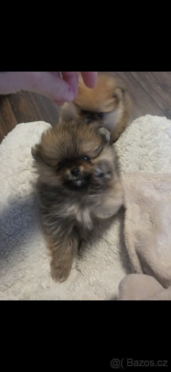 Štěňátka pomeraniana - 7