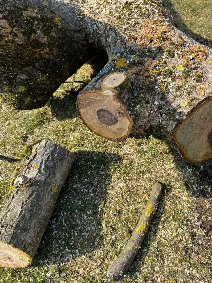 Ořech 50 let starý - 7