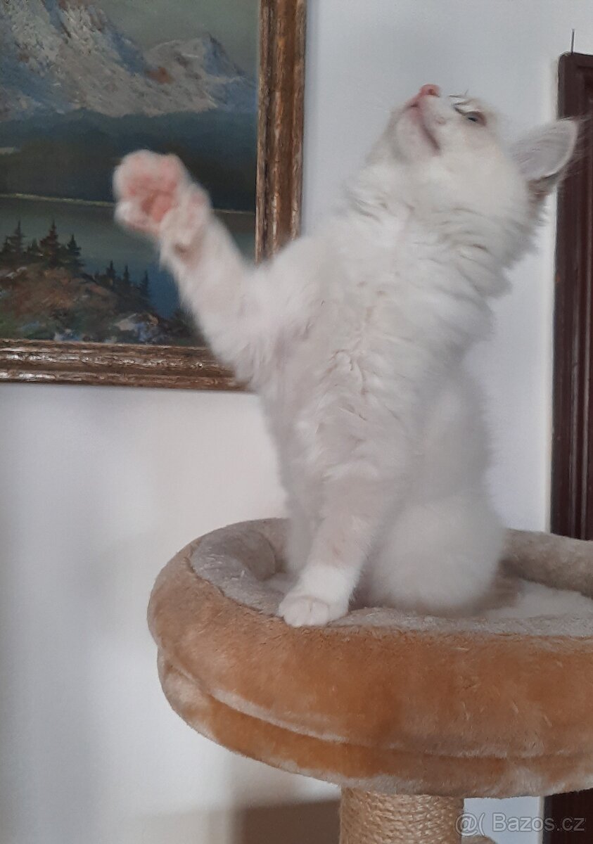 Prodám kočičku Ragdoll bez PP - 7