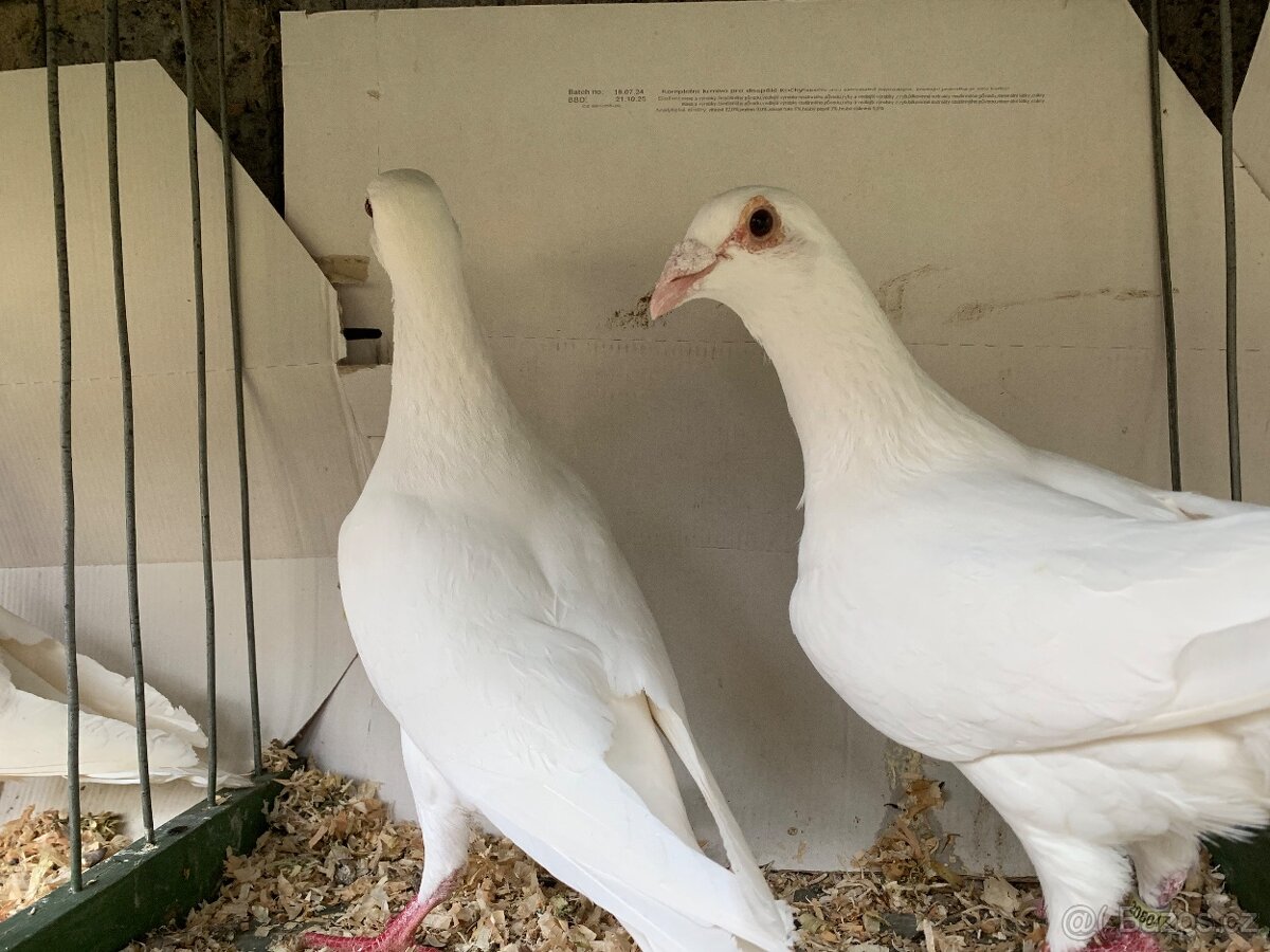 Poštovní holub bílý - 7