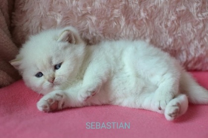 Koťátka s PP k rezervaci - 7