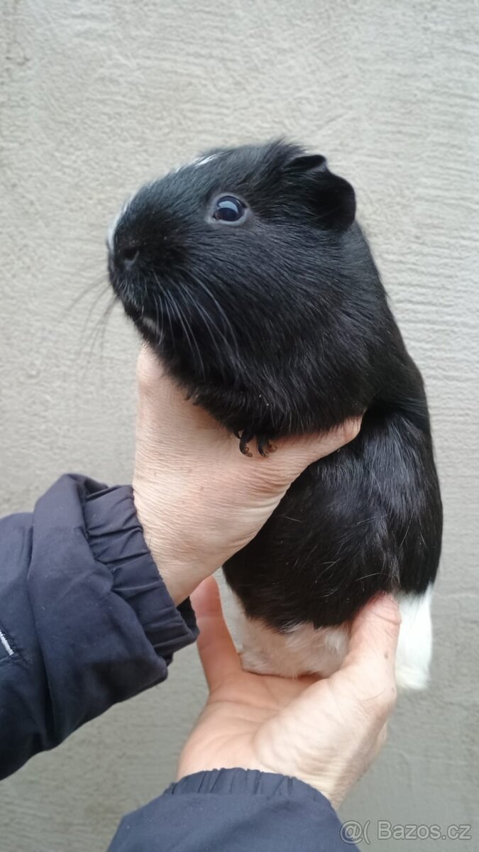 Morčátka kluci - 7