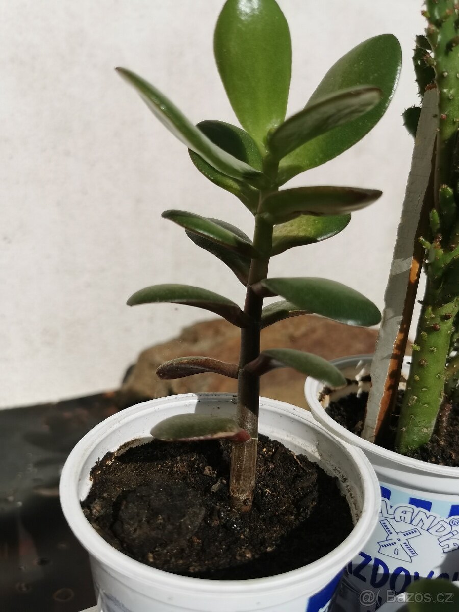 Sukulenty. kaktusy, tlustice, sansevierie, pokojové rostliny - 7